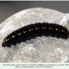 parnassius apollo larva4bb